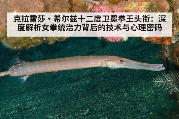 克拉雷莎·希尔兹十二度卫冕拳王头衔：深度解析女拳统治力背后的技术与心理密码